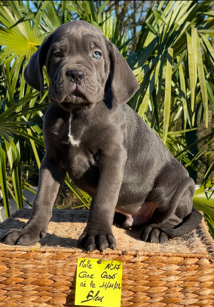 de Roz Ar Gall - Chiot disponible  - Cane Corso