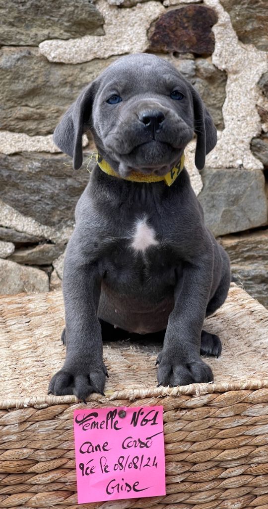 de Roz Ar Gall - Chiot disponible  - Cane Corso