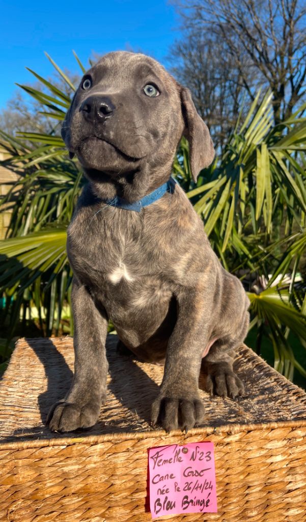 de Roz Ar Gall - Chiot disponible  - Cane Corso