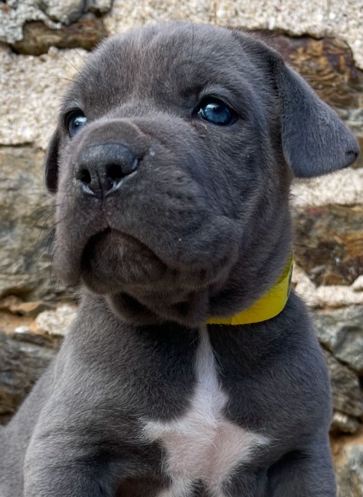 de Roz Ar Gall - Chiot disponible  - Cane Corso