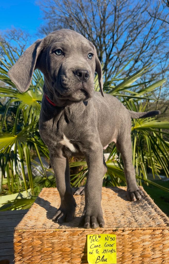 de Roz Ar Gall - Chiot disponible  - Cane Corso