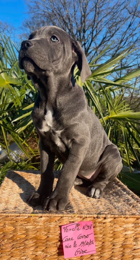 de Roz Ar Gall - Chiot disponible  - Cane Corso