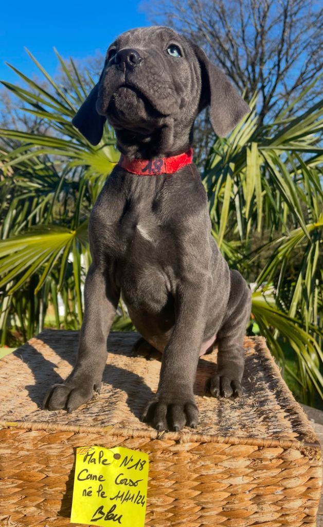 de Roz Ar Gall - Chiot disponible  - Cane Corso