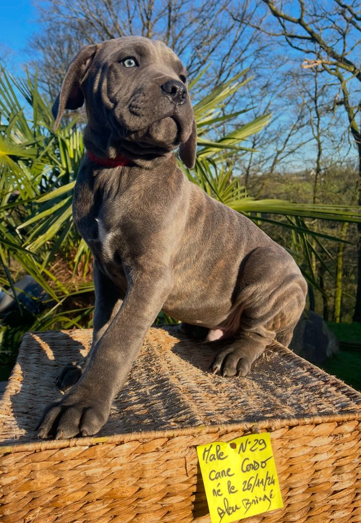 de Roz Ar Gall - Chiot disponible  - Cane Corso