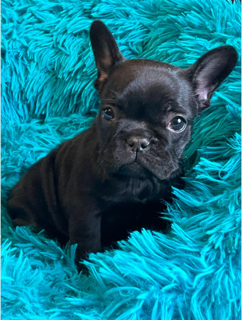 de Roz Ar Gall - Chiot disponible  - Bouledogue français