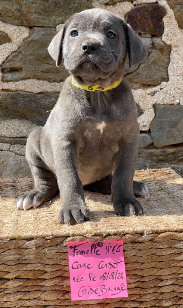 de Roz Ar Gall - Chiot disponible  - Cane Corso