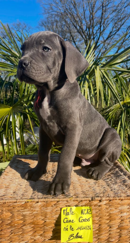 de Roz Ar Gall - Chiot disponible  - Cane Corso