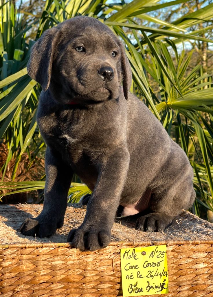 de Roz Ar Gall - Chiot disponible  - Cane Corso