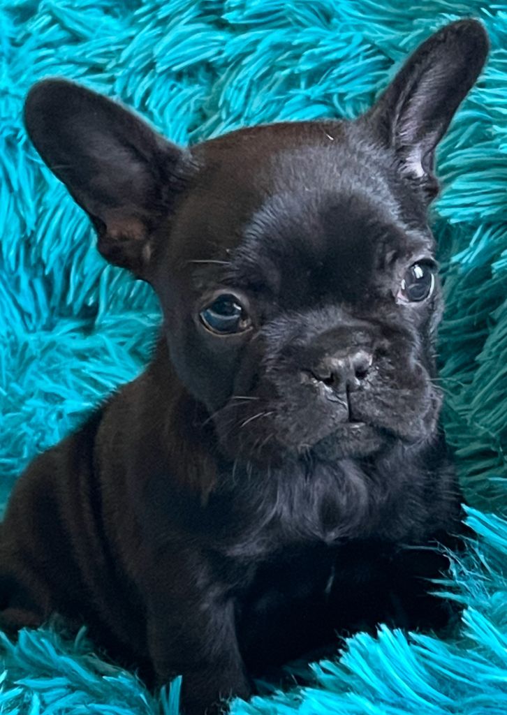 chiot Bouledogue français de Roz Ar Gall