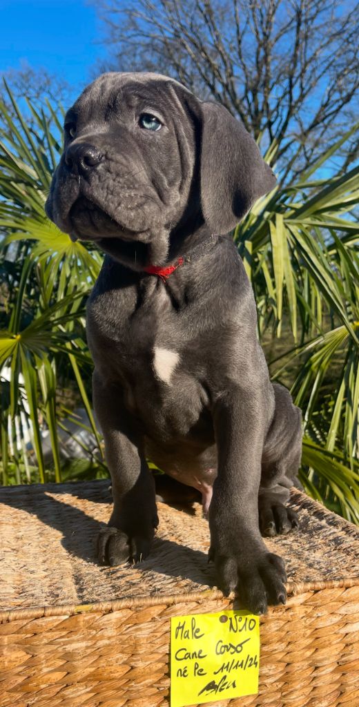 de Roz Ar Gall - Chiot disponible  - Cane Corso