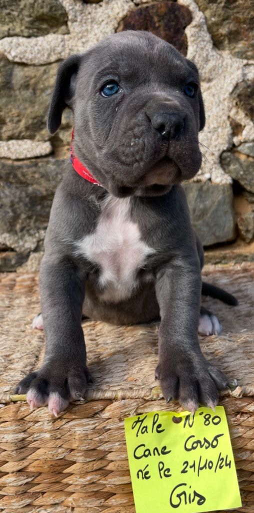 de Roz Ar Gall - Chiot disponible  - Cane Corso