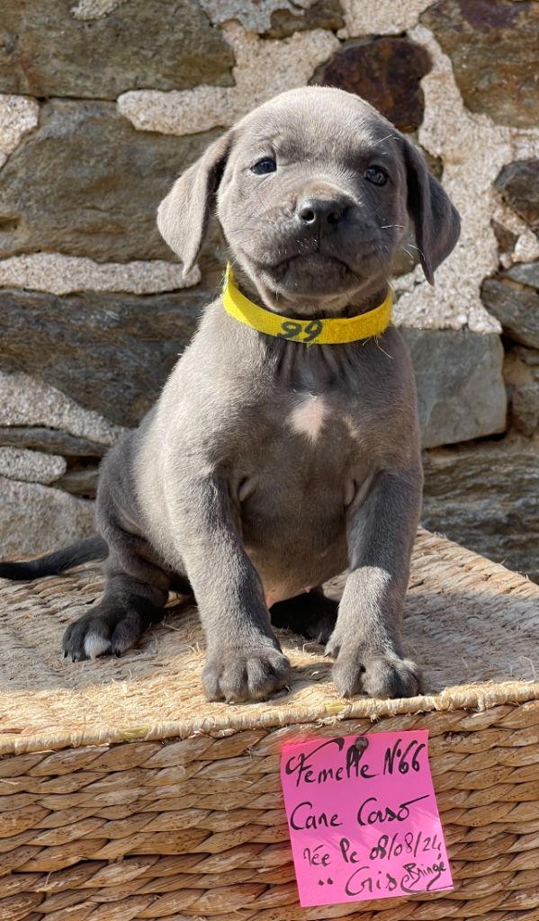 de Roz Ar Gall - Chiot disponible  - Cane Corso