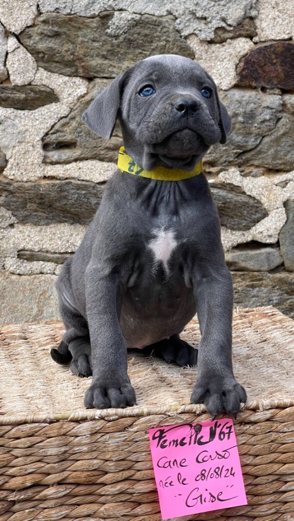 de Roz Ar Gall - Chiot disponible  - Cane Corso