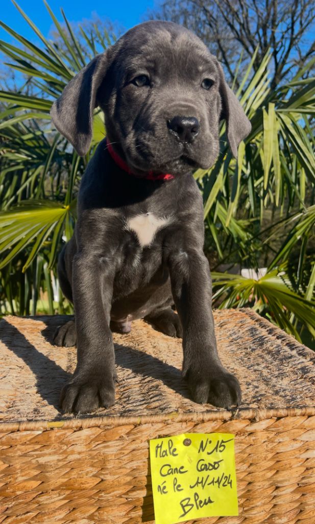 de Roz Ar Gall - Chiot disponible  - Cane Corso