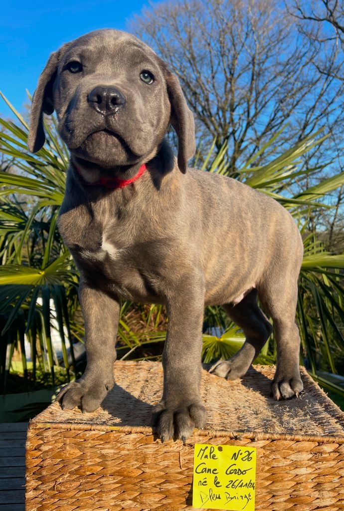 de Roz Ar Gall - Chiot disponible  - Cane Corso