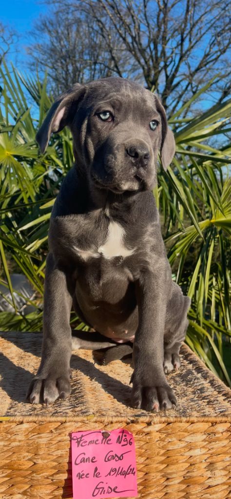 de Roz Ar Gall - Chiot disponible  - Cane Corso