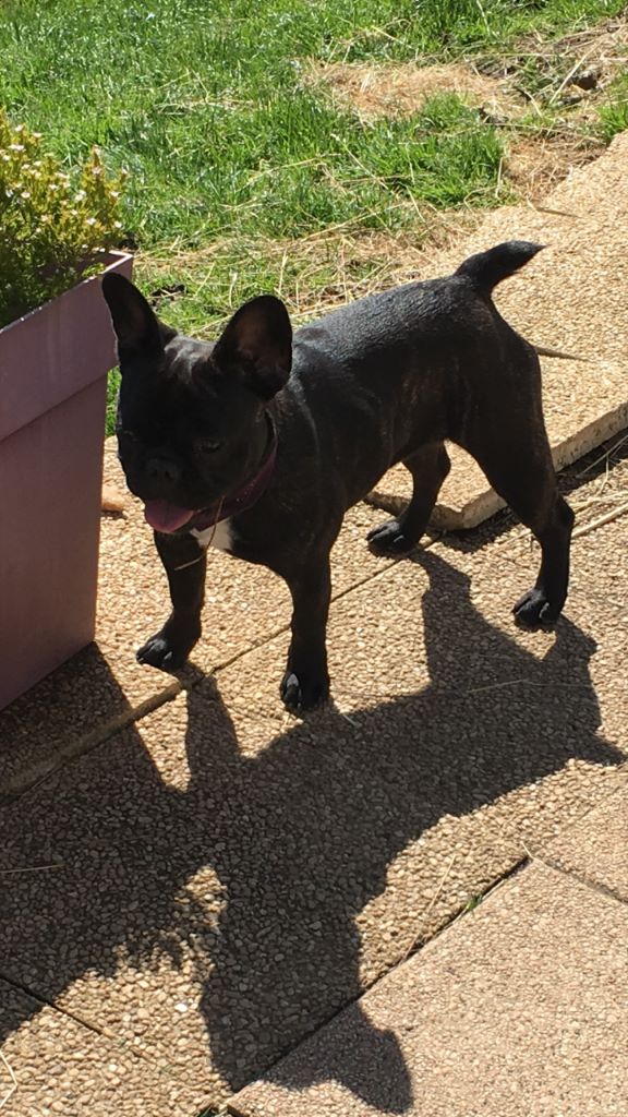 Litchy (Sans Affixe)