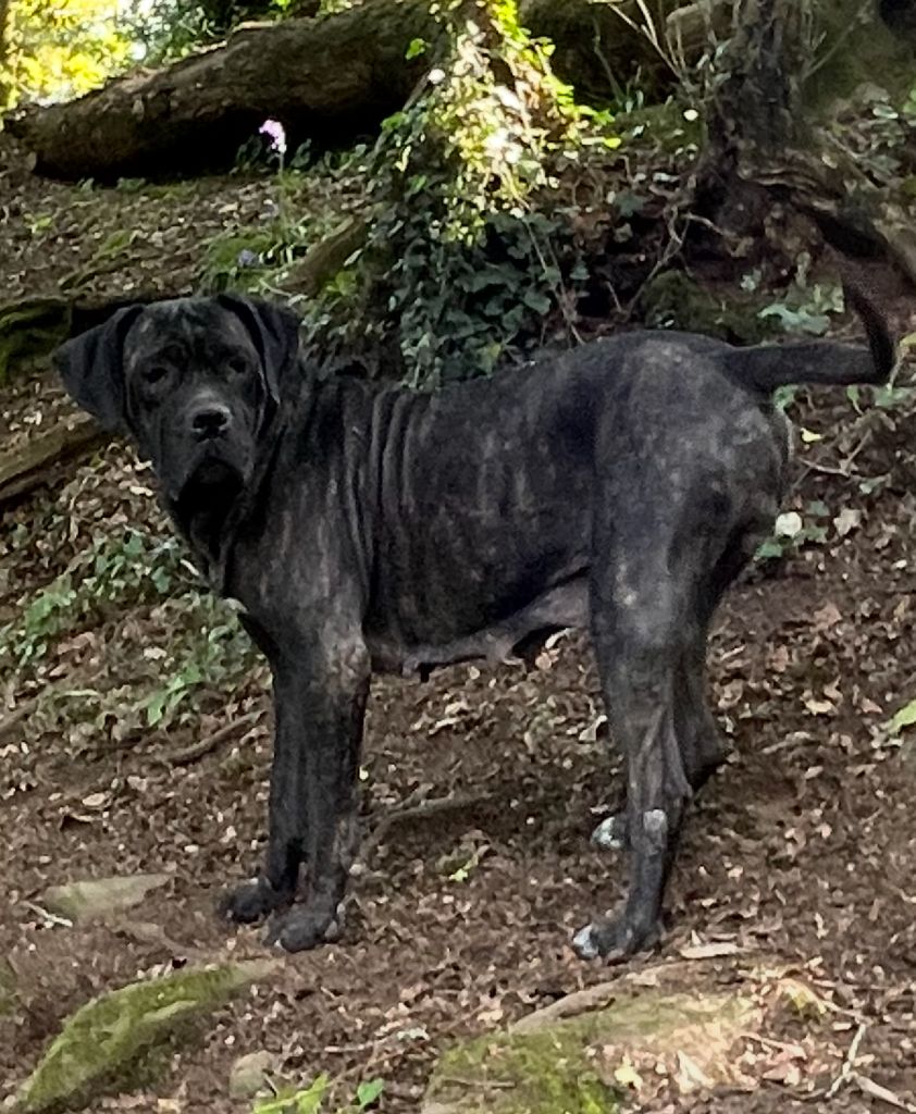 Simba de Roz Ar Gall