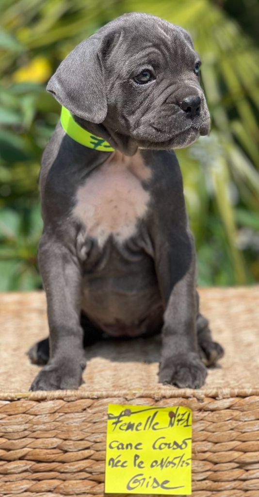 de Roz Ar Gall - Chiots disponibles - Cane Corso