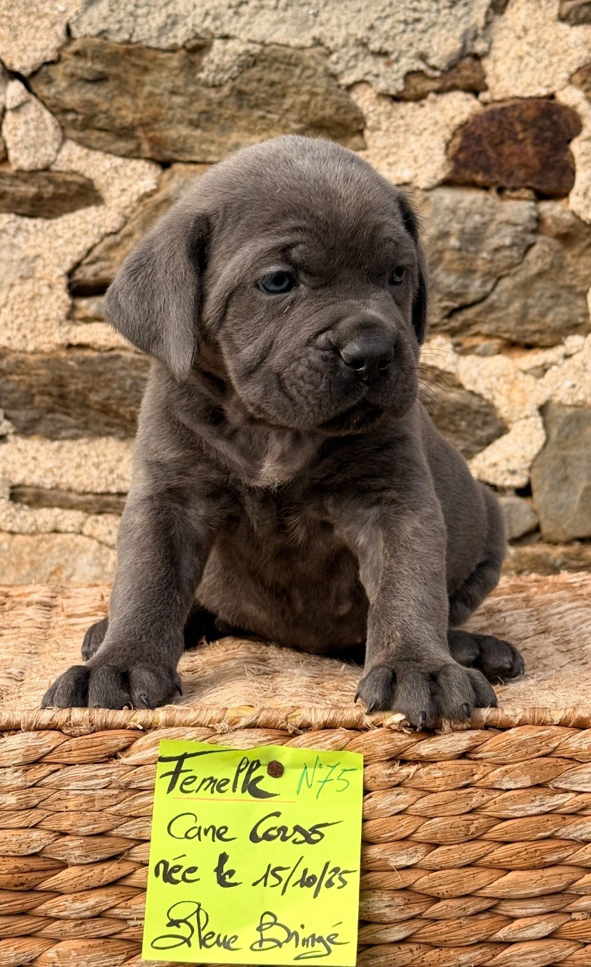 de Roz Ar Gall - Chiots disponibles - Cane Corso