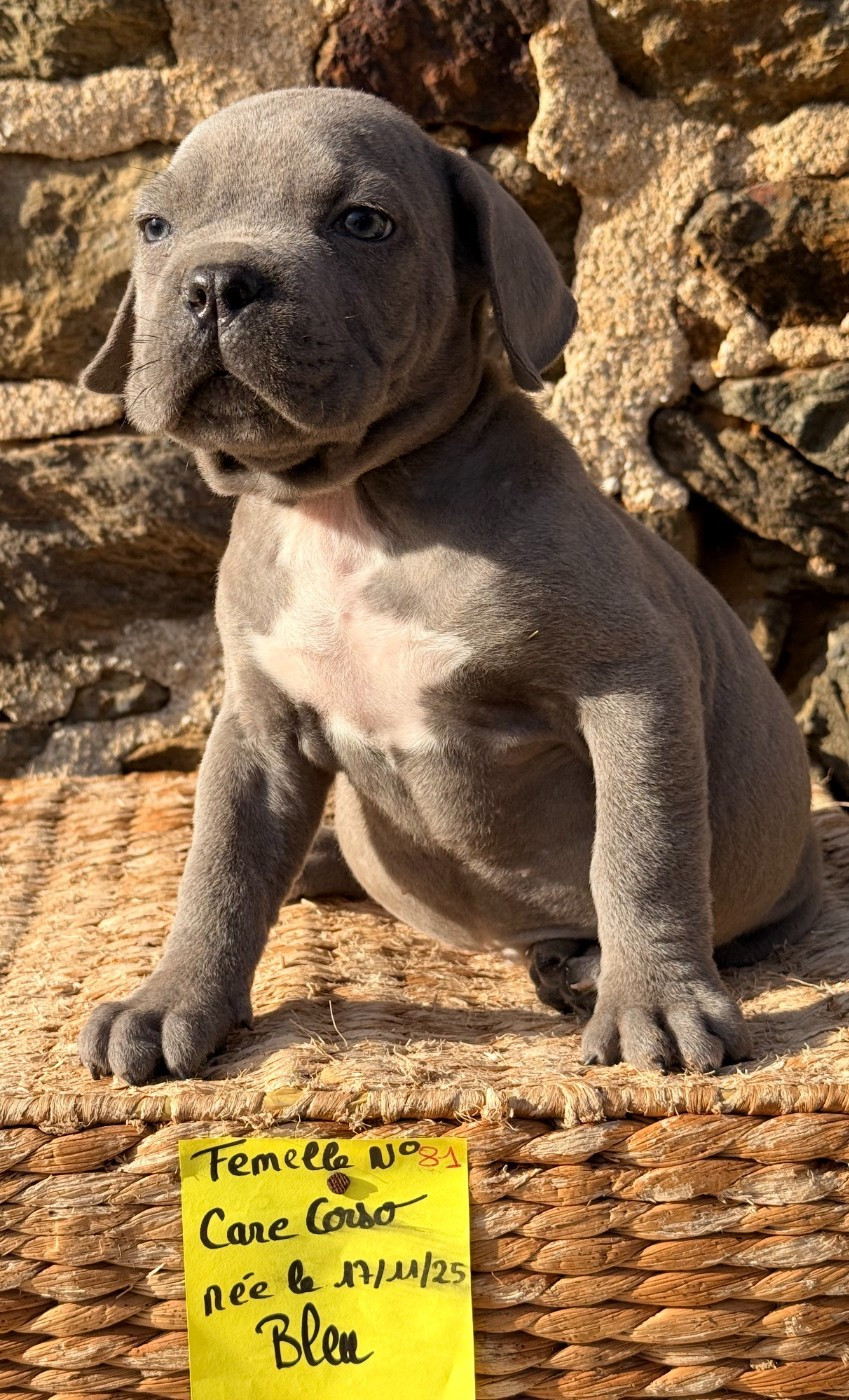 de Roz Ar Gall - Chiots disponibles - Cane Corso