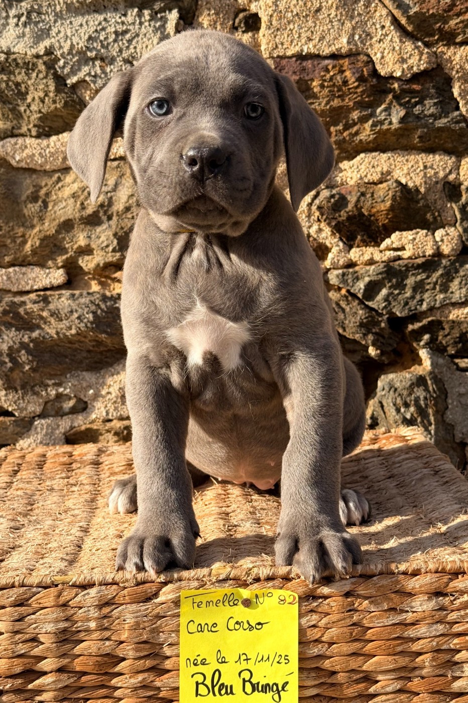 de Roz Ar Gall - Cane Corso - Portée née le 17/11/2025