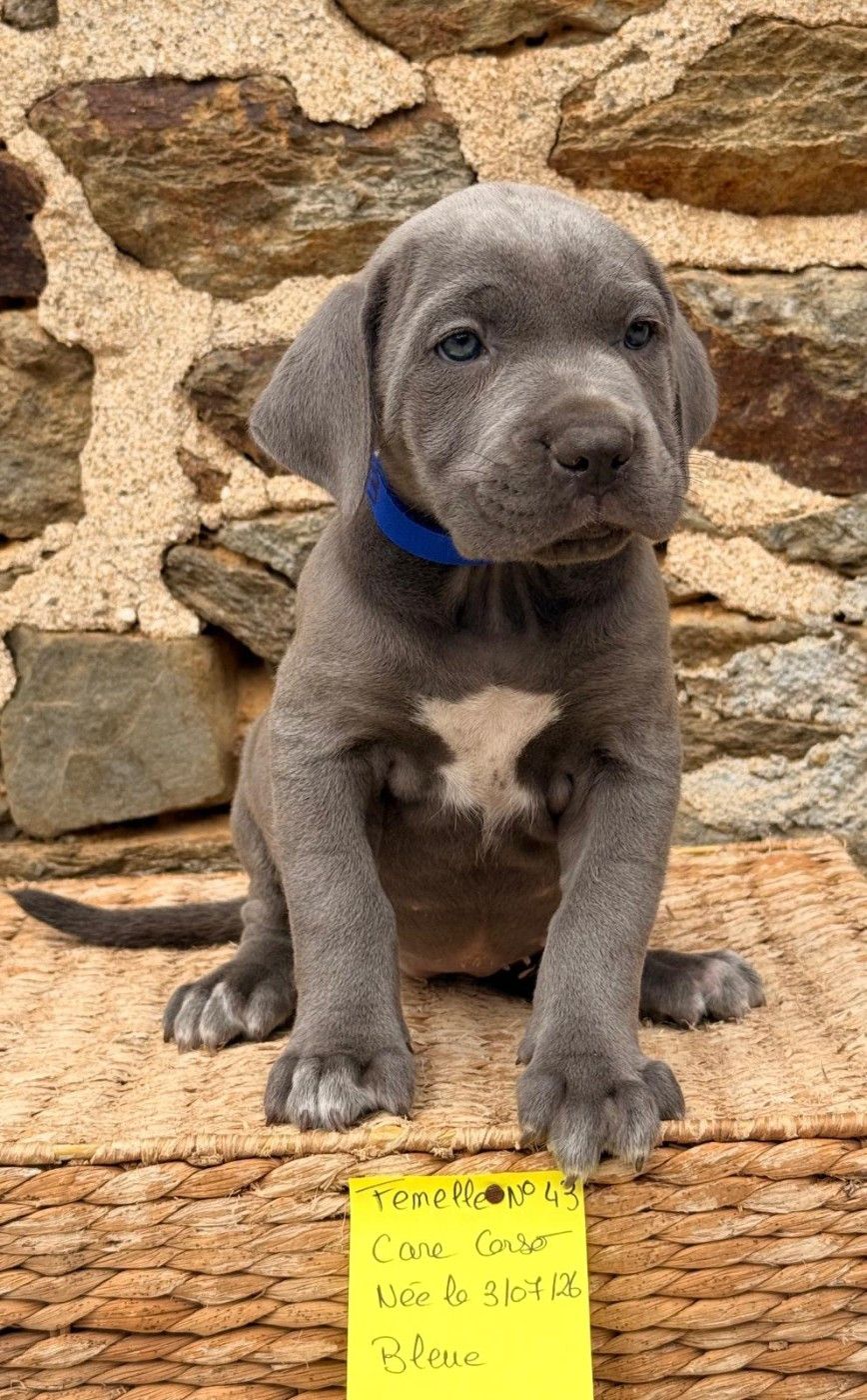 de Roz Ar Gall - Chiots disponibles - Cane Corso