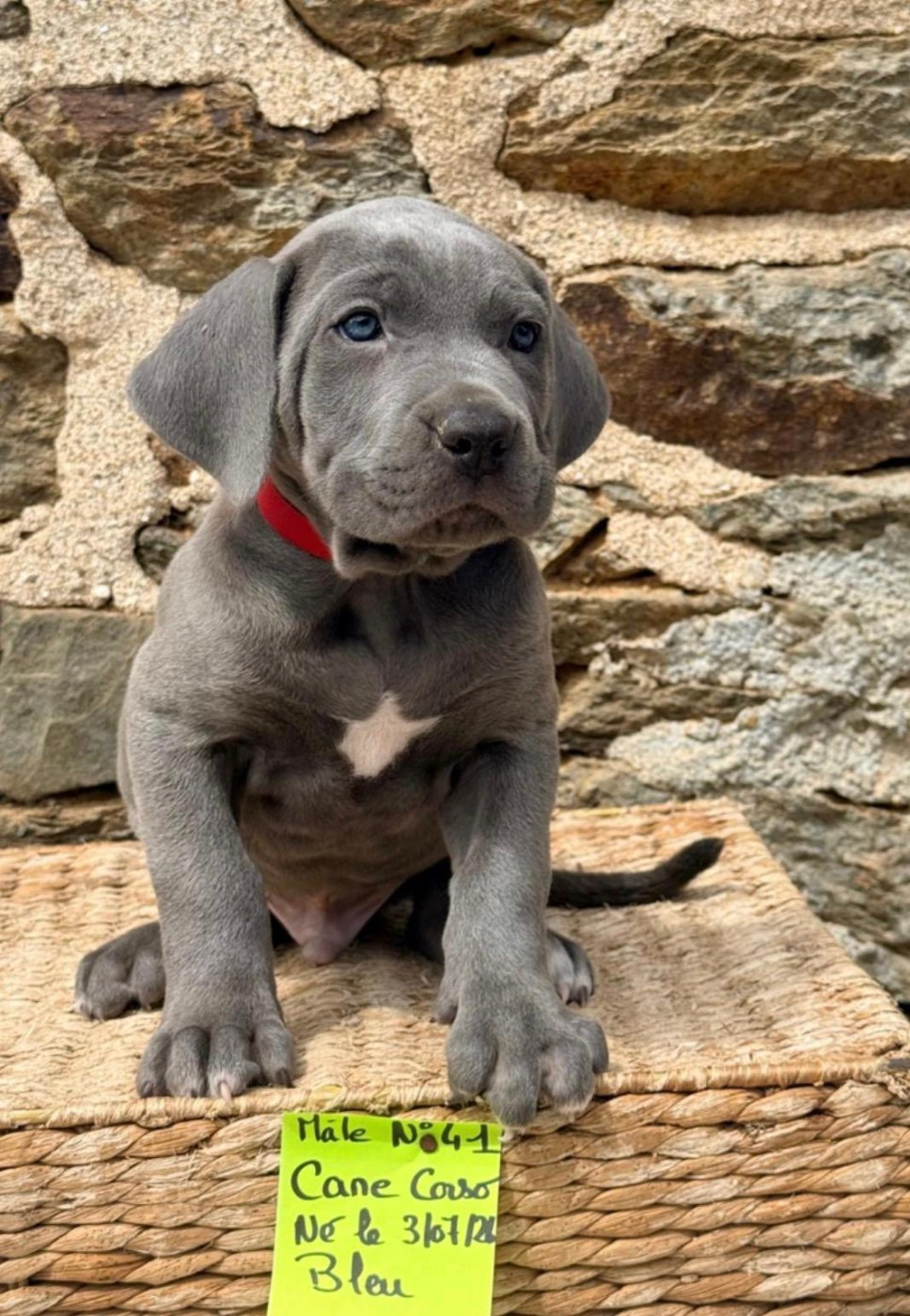 de Roz Ar Gall - Chiots disponibles - Cane Corso