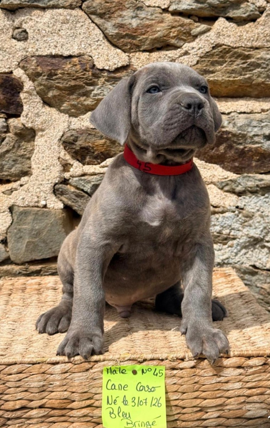 de Roz Ar Gall - Chiots disponibles - Cane Corso