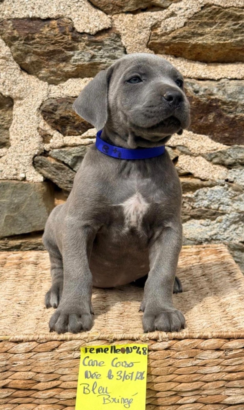 de Roz Ar Gall - Chiots disponibles - Cane Corso