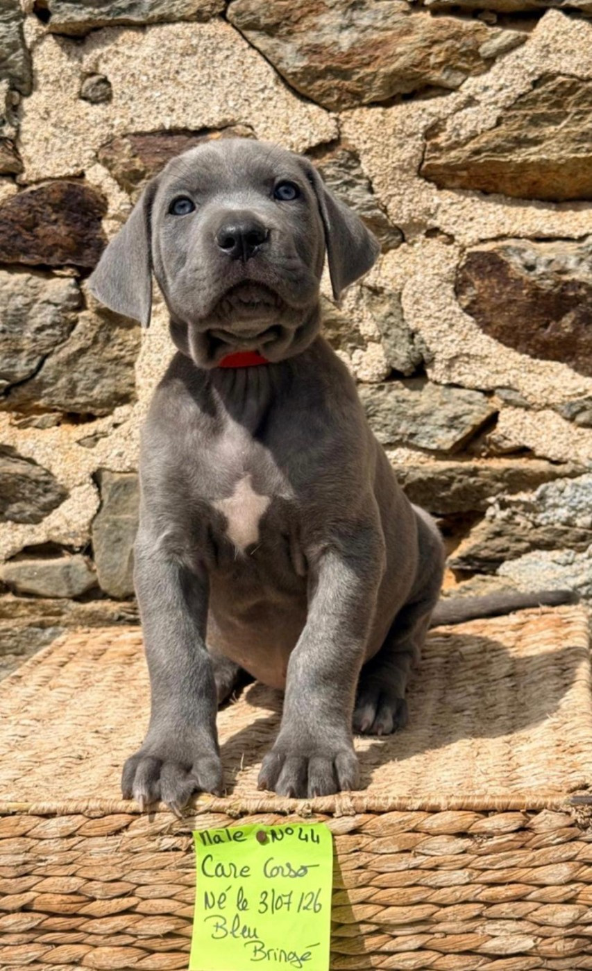 de Roz Ar Gall - Chiots disponibles - Cane Corso