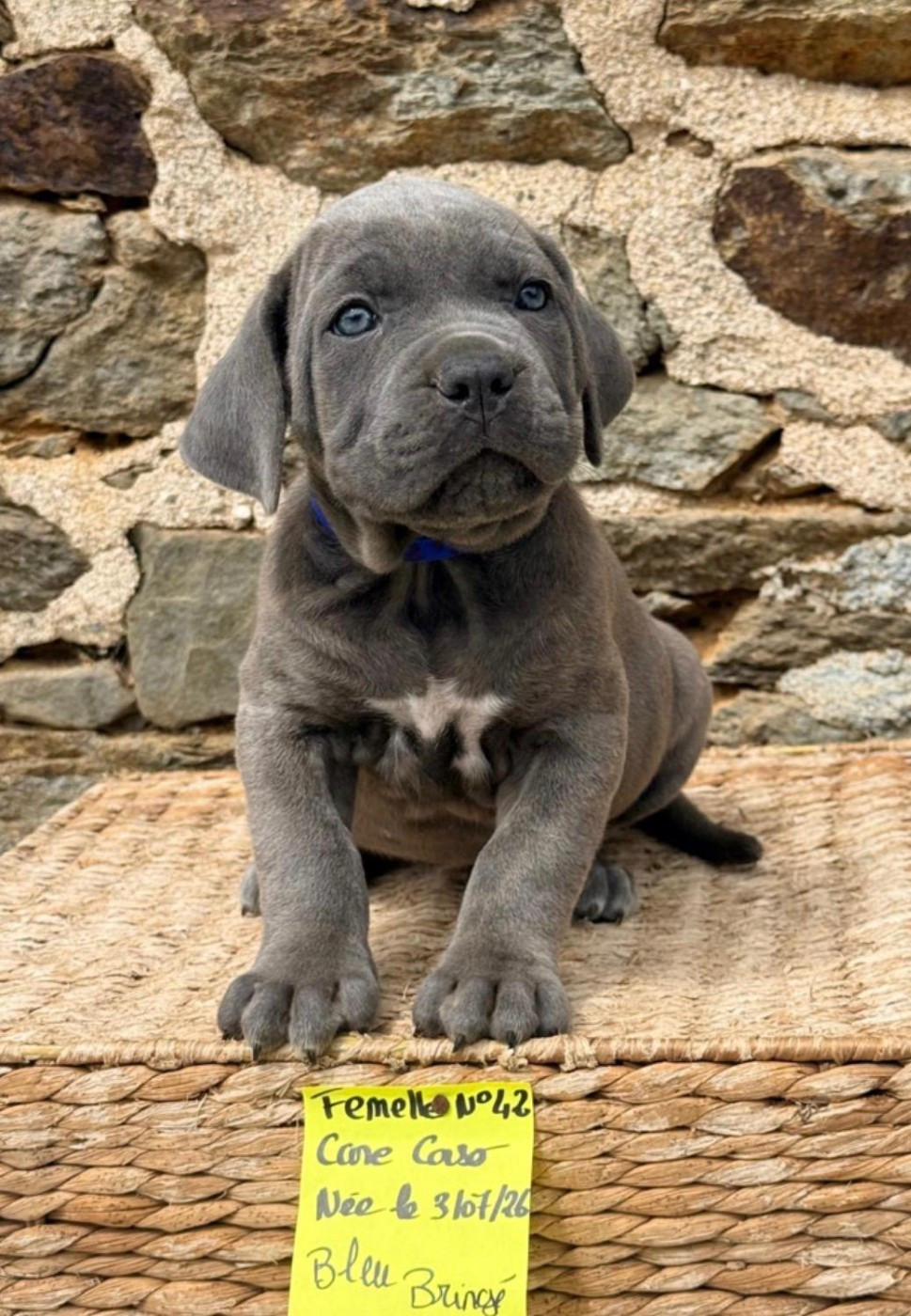 de Roz Ar Gall - Chiots disponibles - Cane Corso