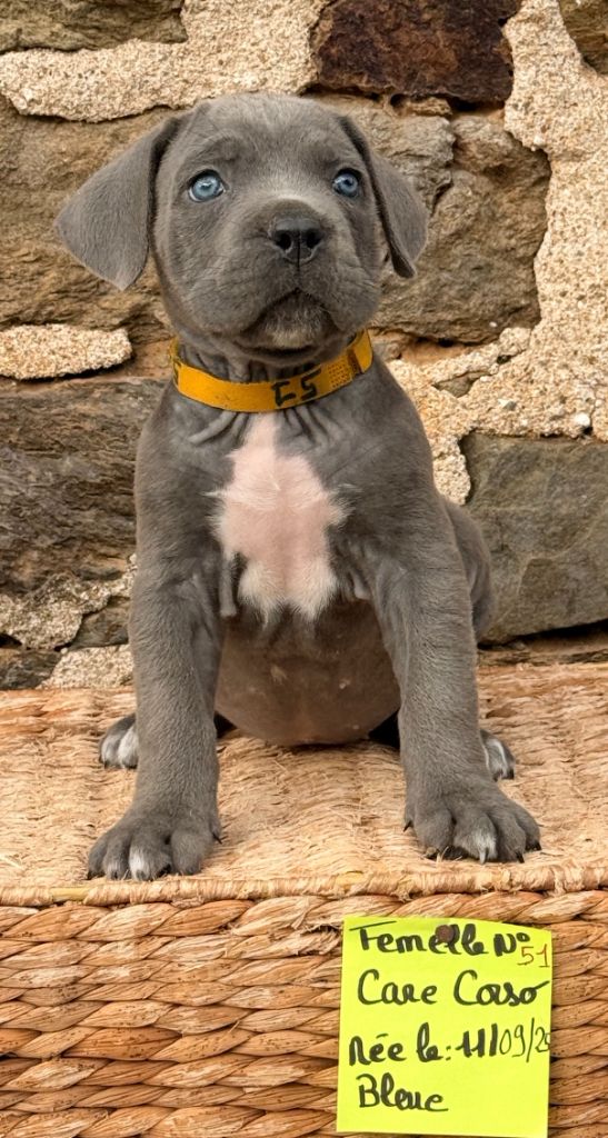 de Roz Ar Gall - Cane Corso - Portée née le 11/09/2025
