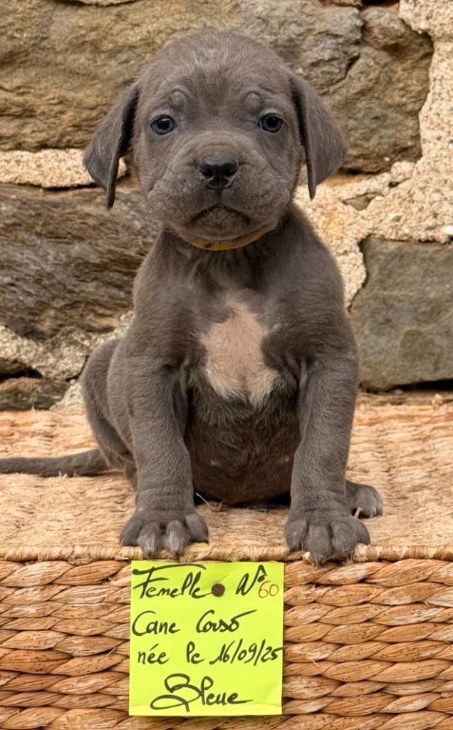 de Roz Ar Gall - Chiots disponibles - Cane Corso