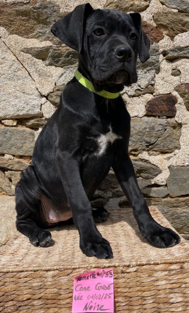 de Roz Ar Gall - Chiots disponibles - Cane Corso