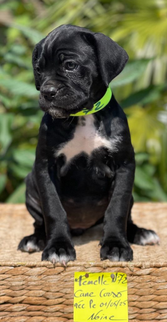de Roz Ar Gall - Chiots disponibles - Cane Corso