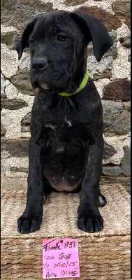 CHIOT 58