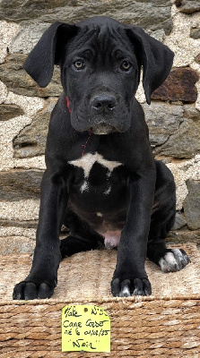 CHIOT 50