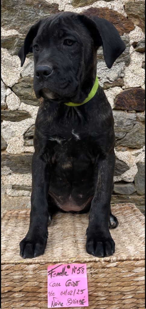 de Roz Ar Gall - Chiots disponibles - Cane Corso