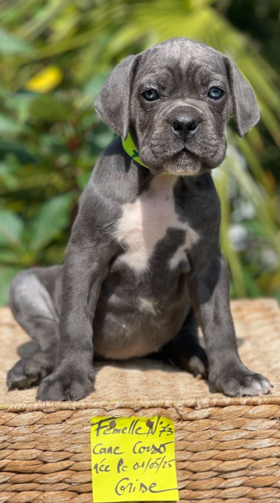 de Roz Ar Gall - Chiots disponibles - Cane Corso