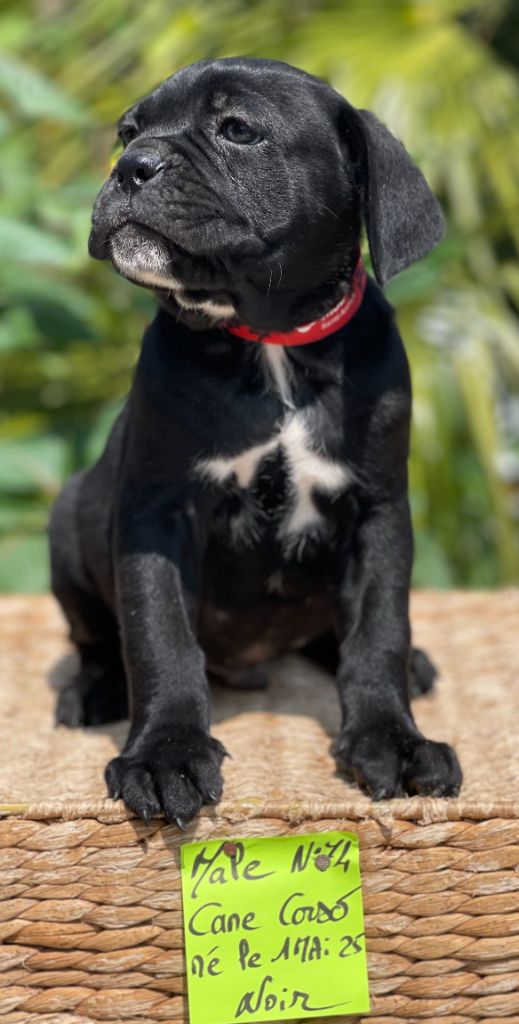 de Roz Ar Gall - Chiots disponibles - Cane Corso